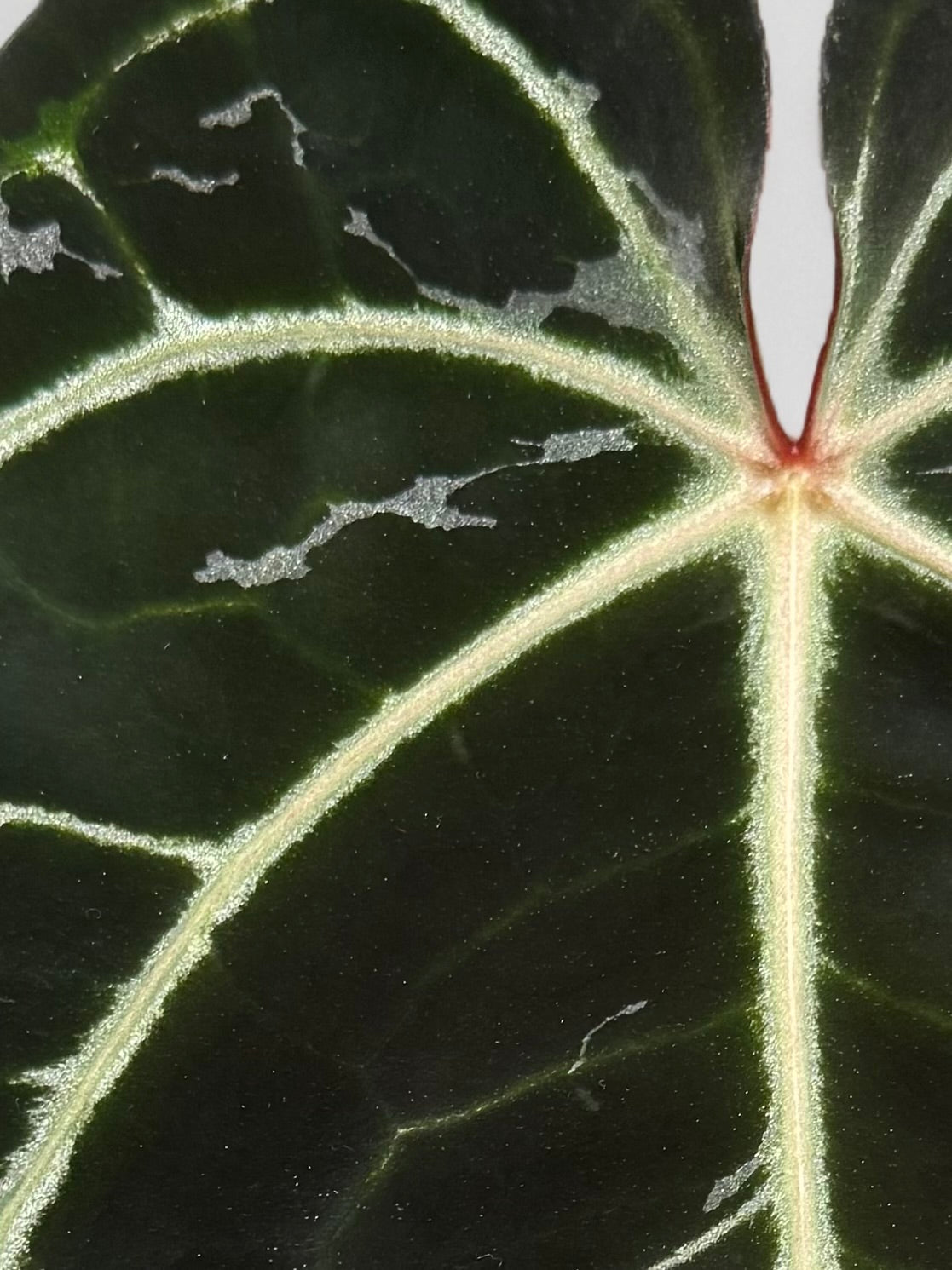 Anthurium Klone / Ableger
