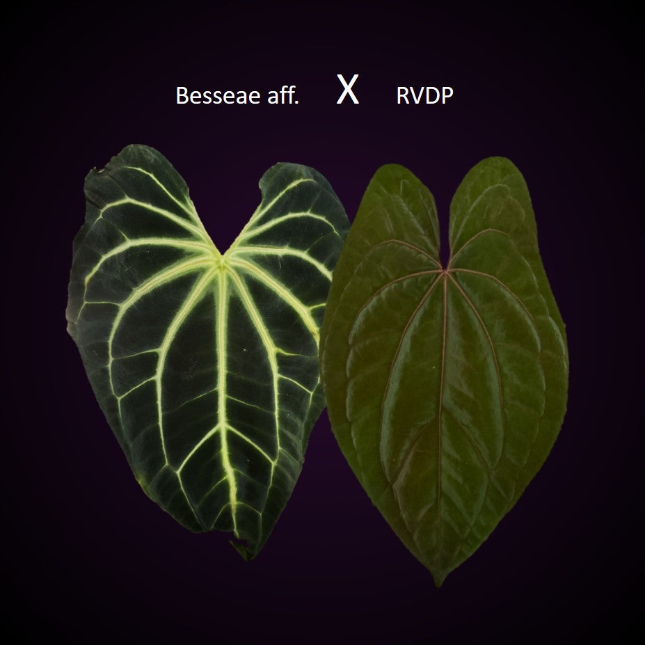 anthurium besseae vs crystallinum Anthurium Besseae aff. x RVDP