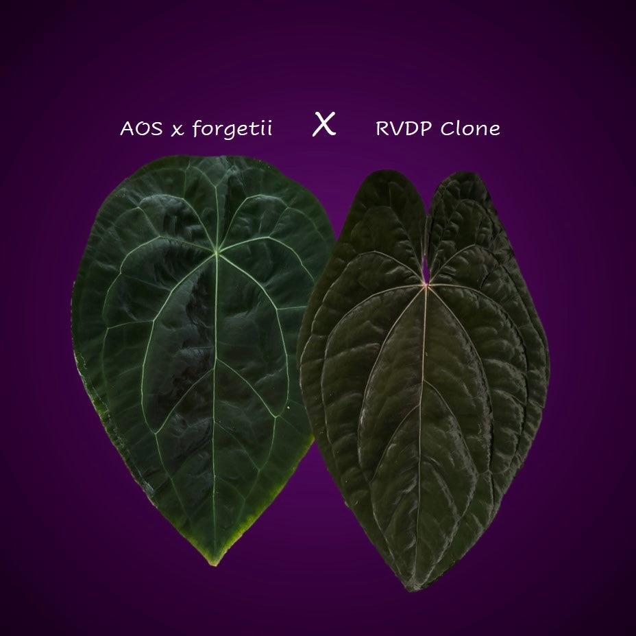 Anthurium (AOS x forgetii) x RVDP Clone - one leafer  crystallinum & co