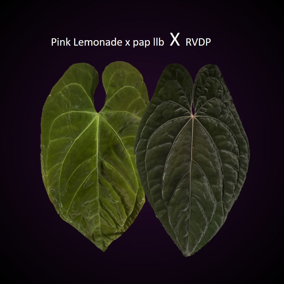 pink lemonade anthurium Anthurium (SKG Pink Lemonade x Papillilaminum (long x long bullate)) x – crystallinum & co