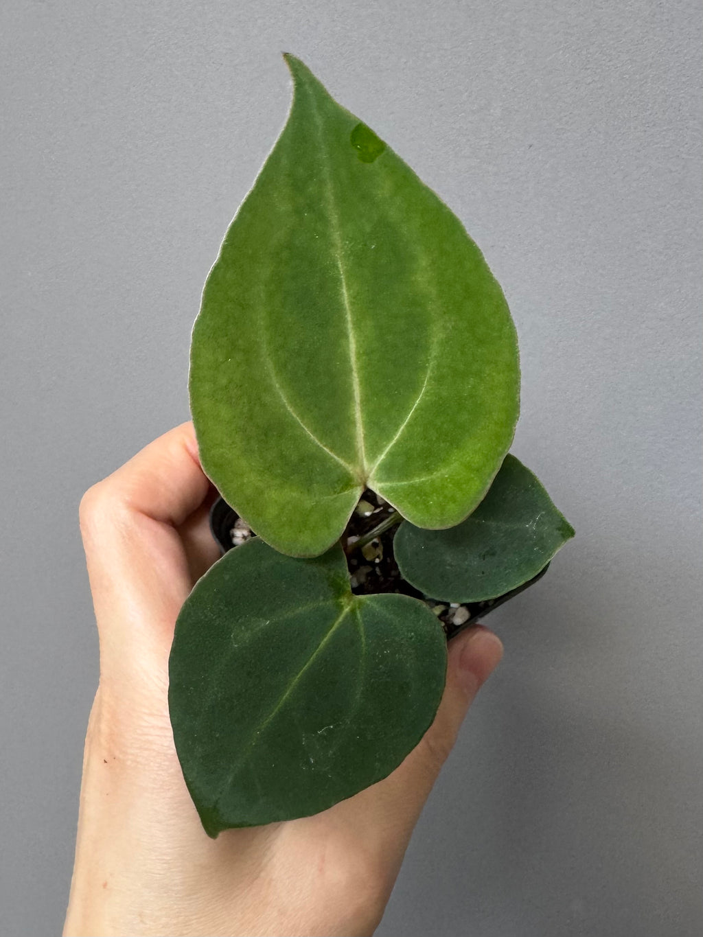 Anthurium (Papillilaminum Daniel x Besseae aff.) x  (NSE Red Crystallinum x Carlablackiae)