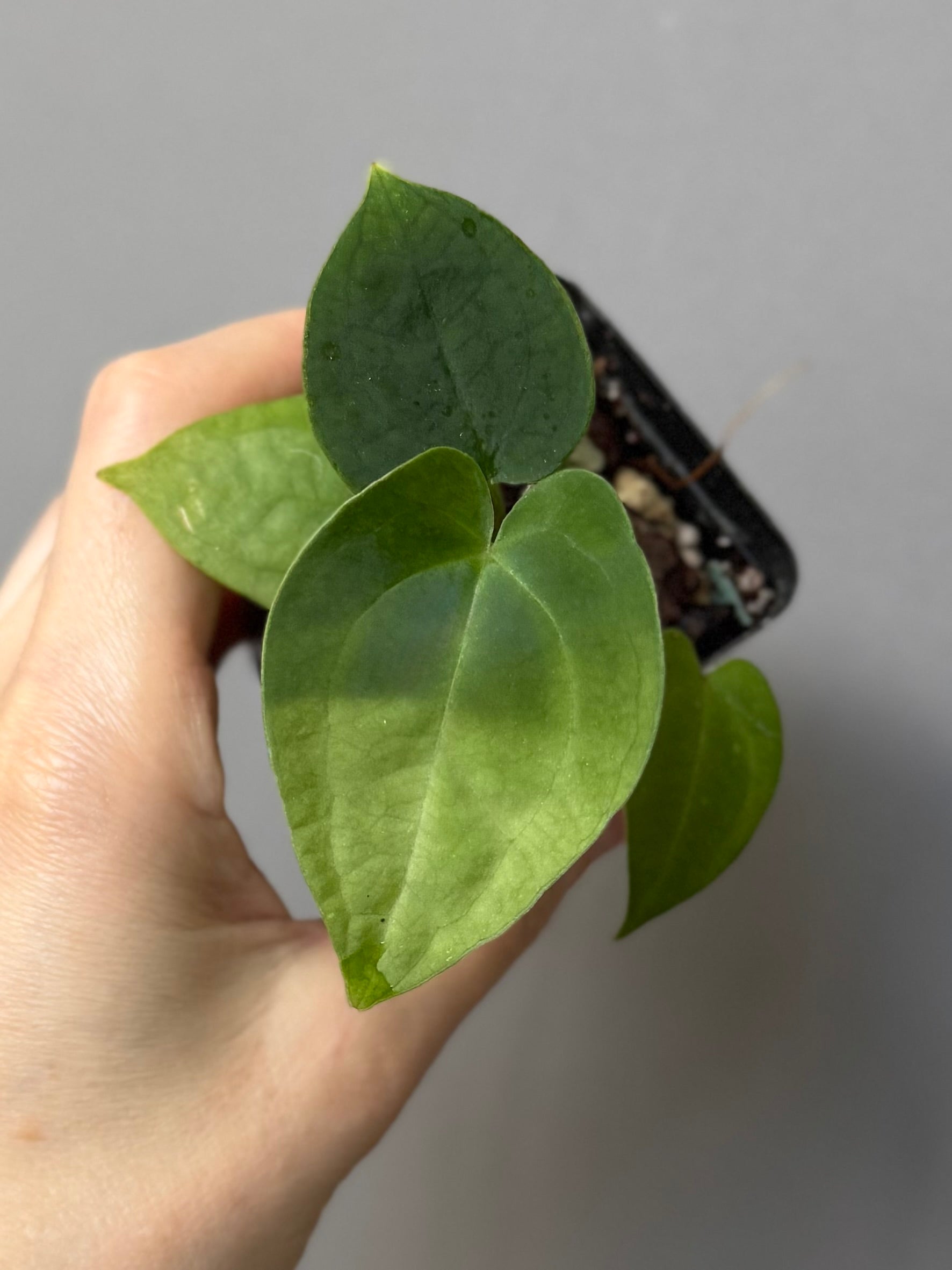 Anthurium AOS x forgetii dark