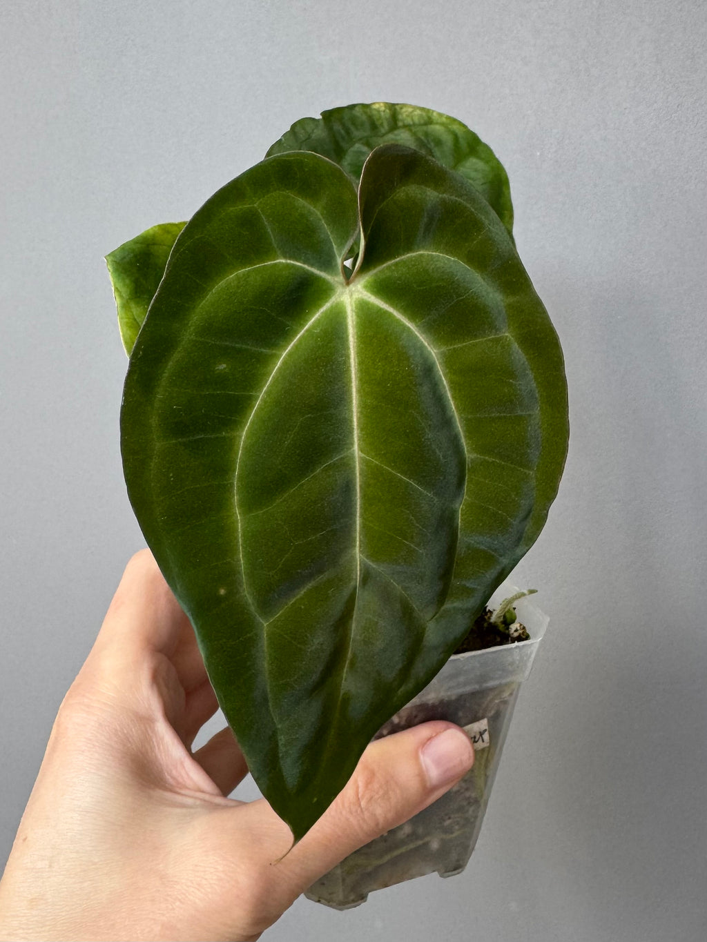 Anthurium Besseae aff. x Papillilaminum