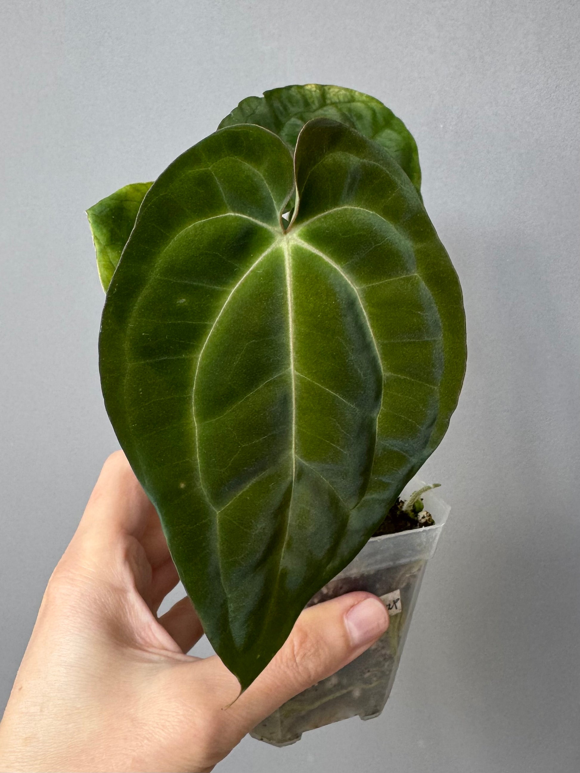 Anthurium Besseae aff. x Papillilaminum