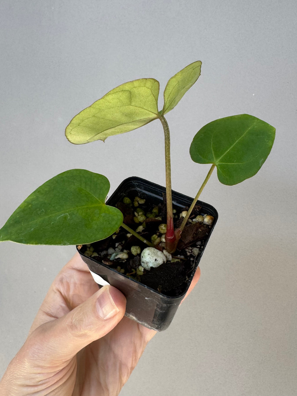 Anthurium crystallinum x papillilaminum