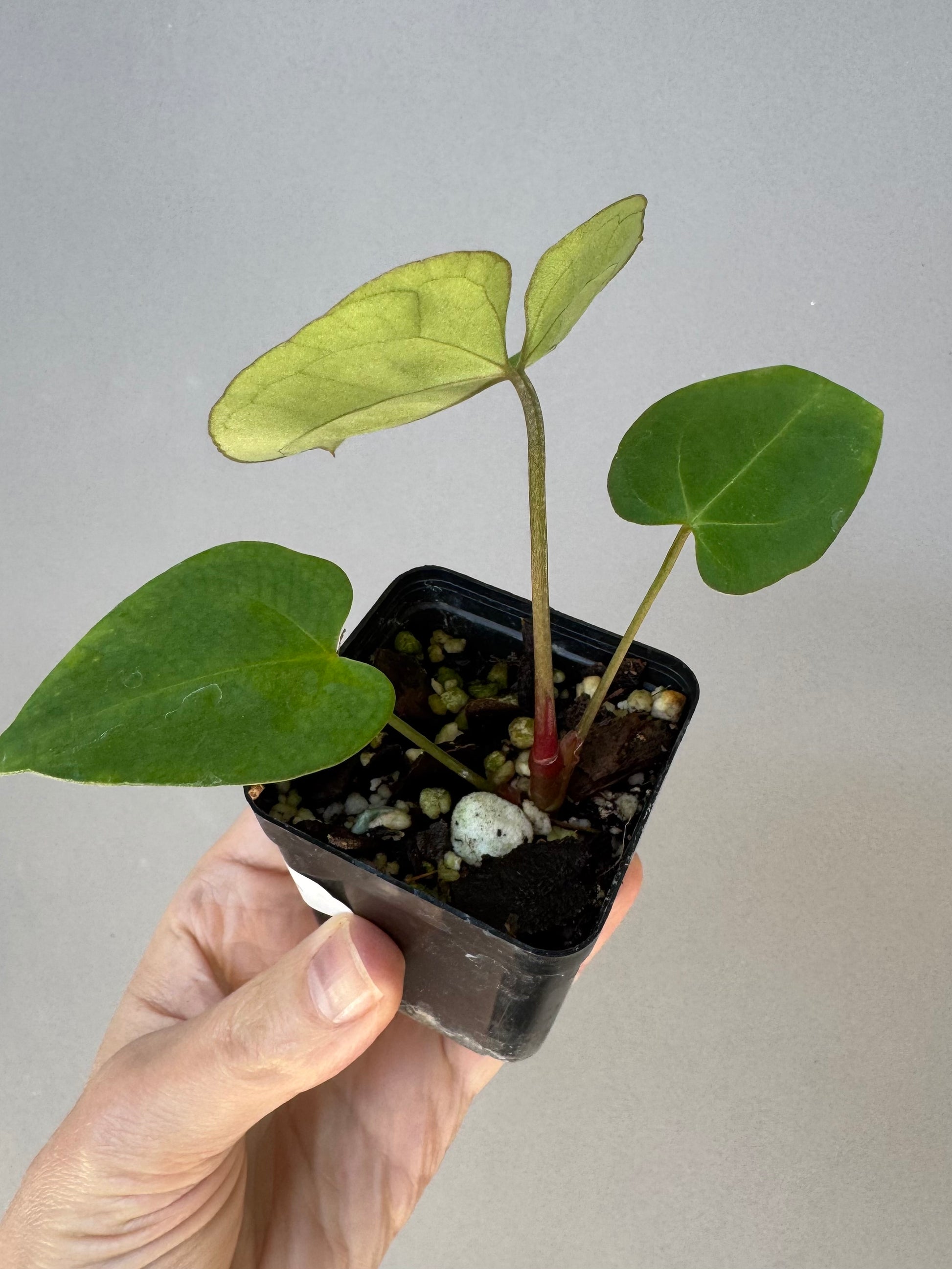 Anthurium crystallinum x papillilaminum