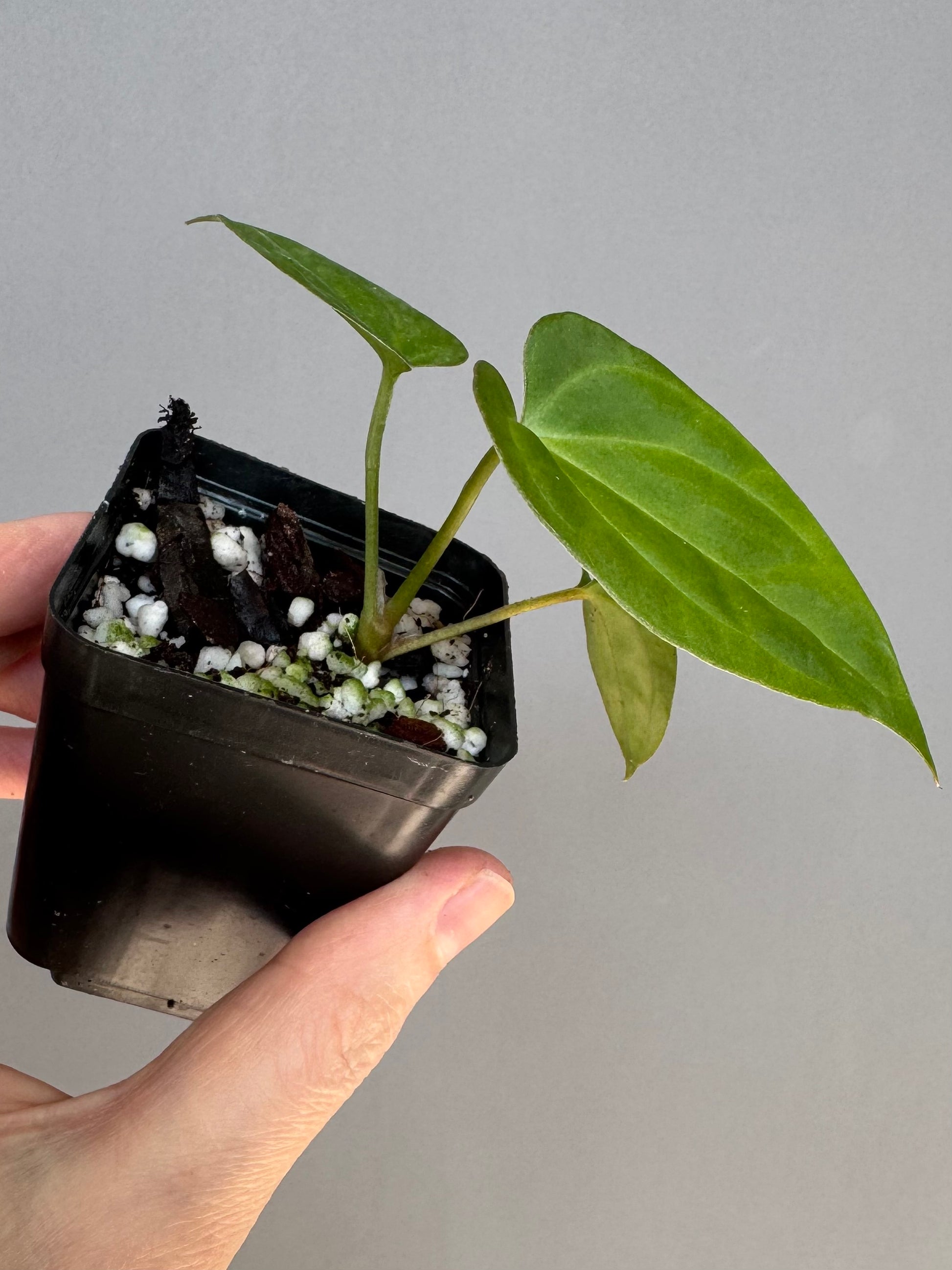 Anthurium Tezula AOS df x BVEP neon (Sarah/botanophile)