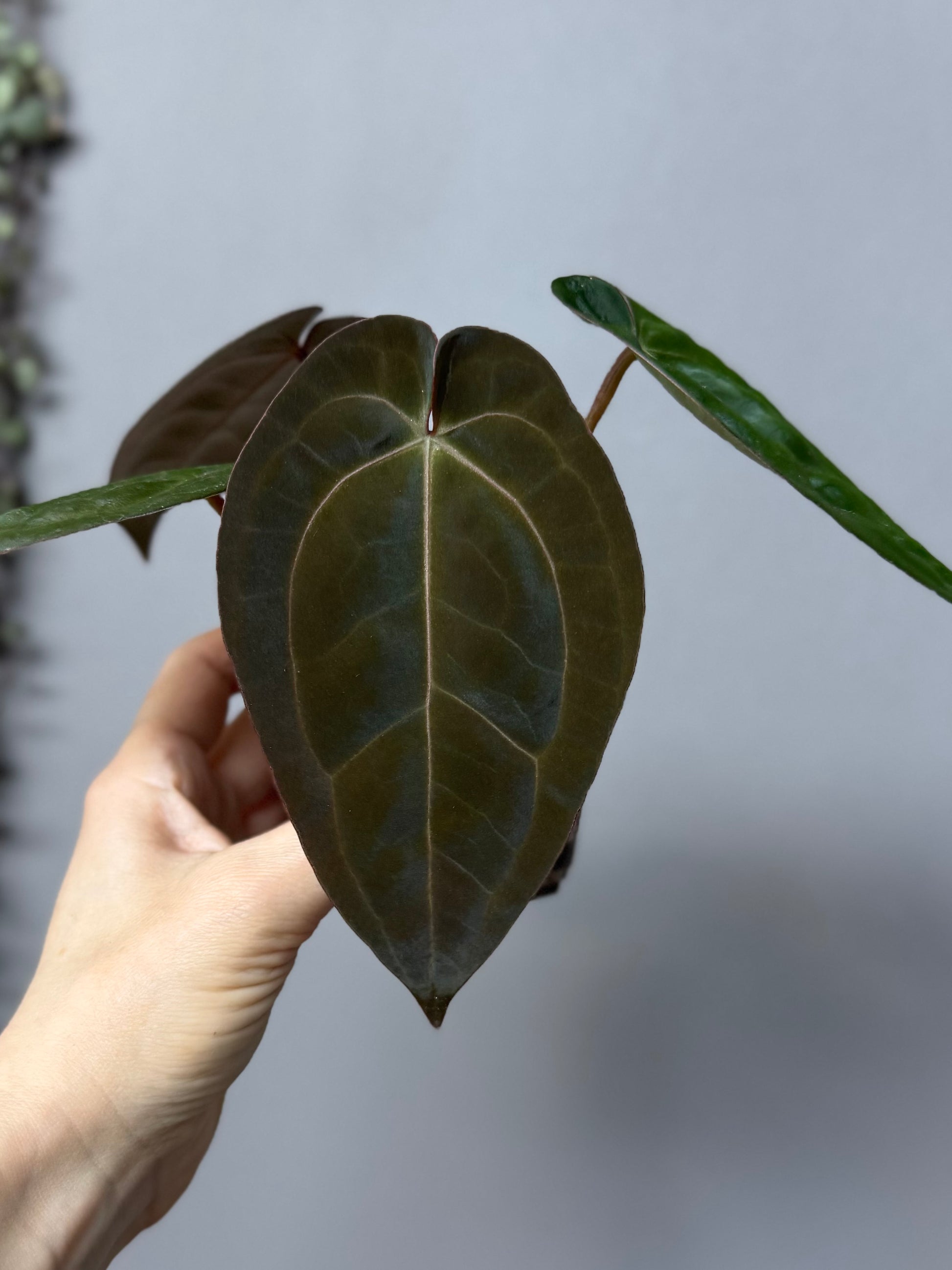 Anthurium papillilaminum x Michelle