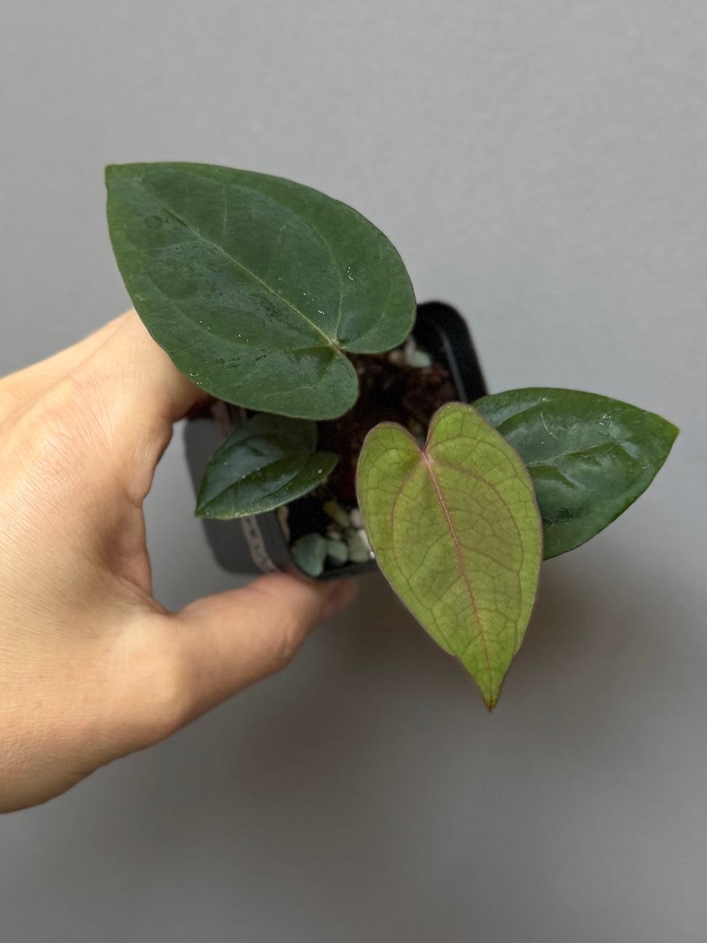 Anthurium (AOS x Carla) x RVDP