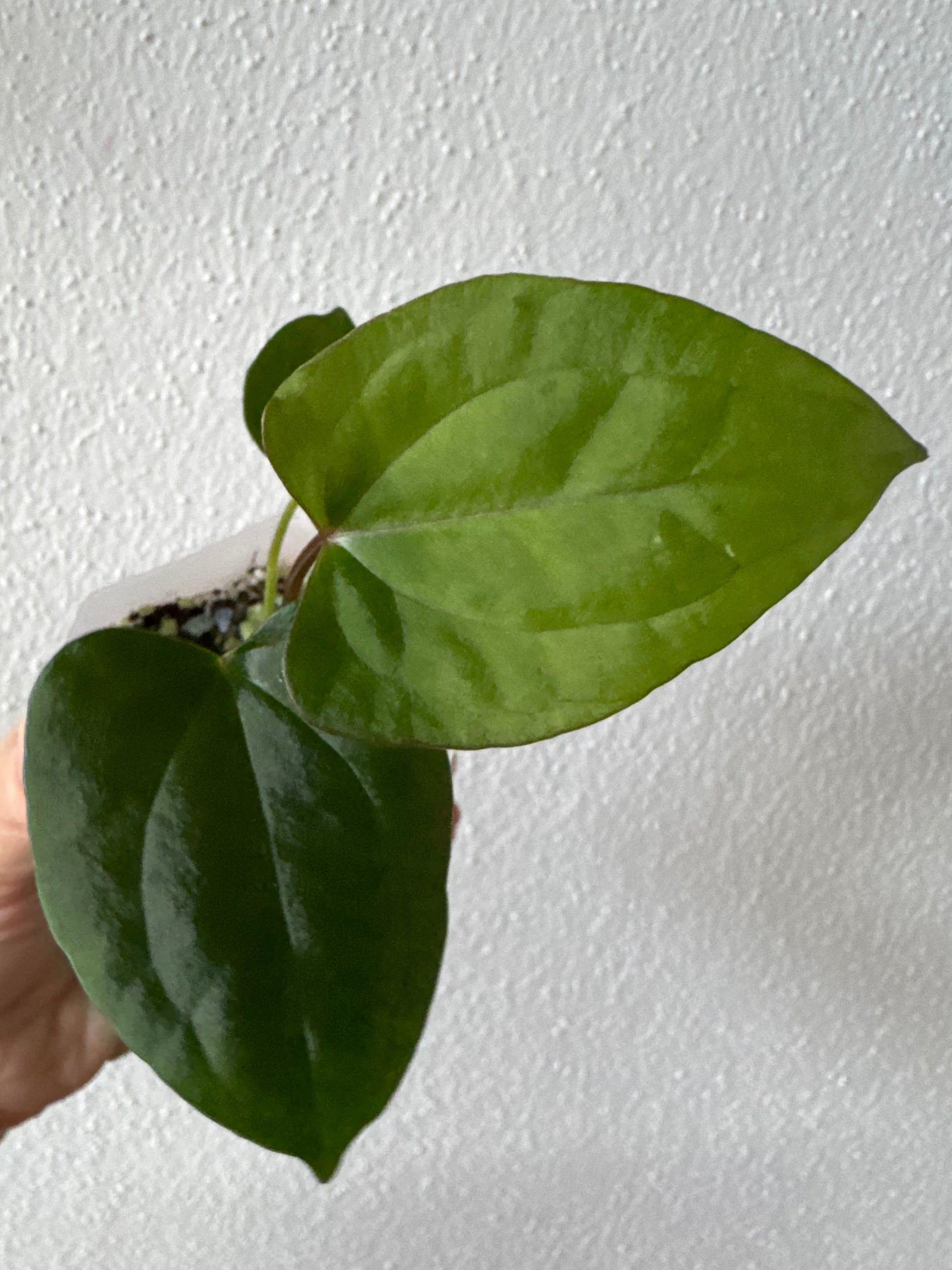 (Papillilaminum Daniel x Besseae aff.) X RVDP