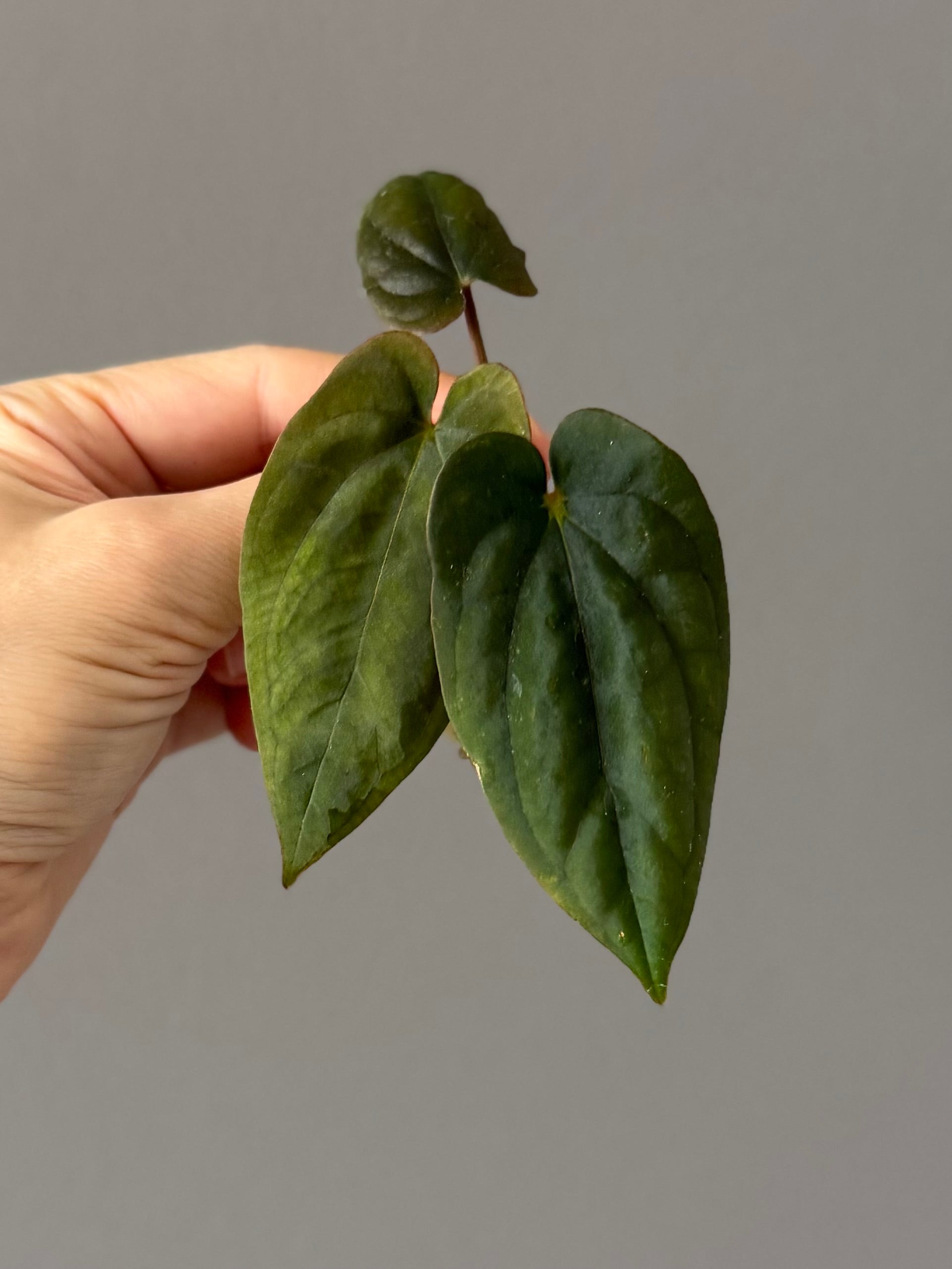 Anthurium Antolakii/ BVEP (Round x Felix) X Felix (Justin Jones / createdinagarden)