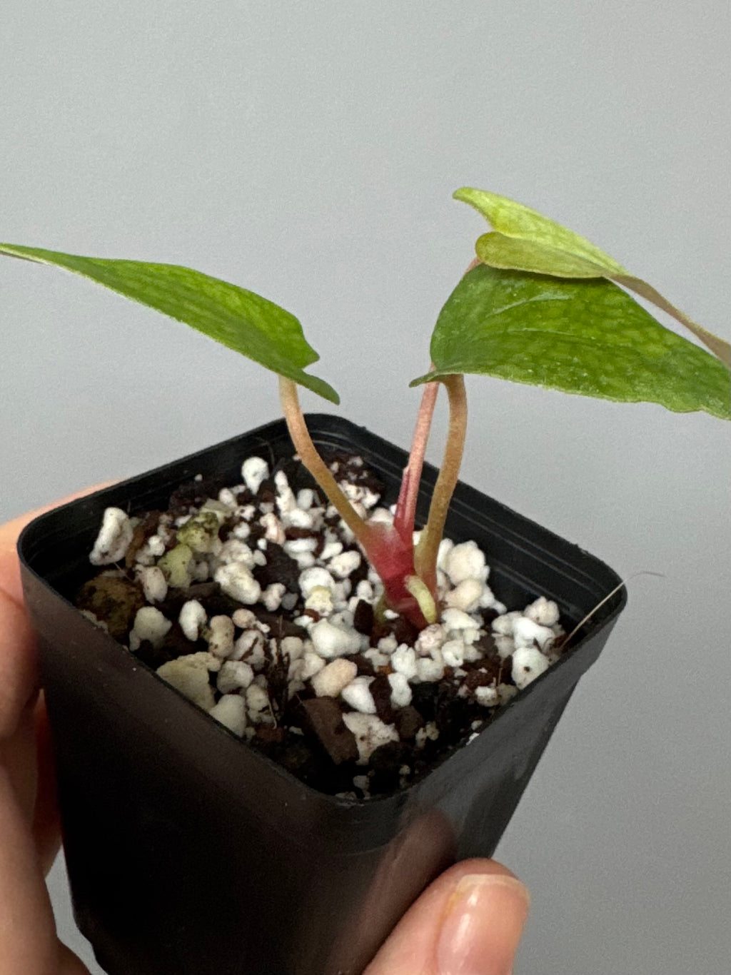 Anthurium papillilaminum Fort Sherman x Ralph Lynam (Jay Vannini clone)