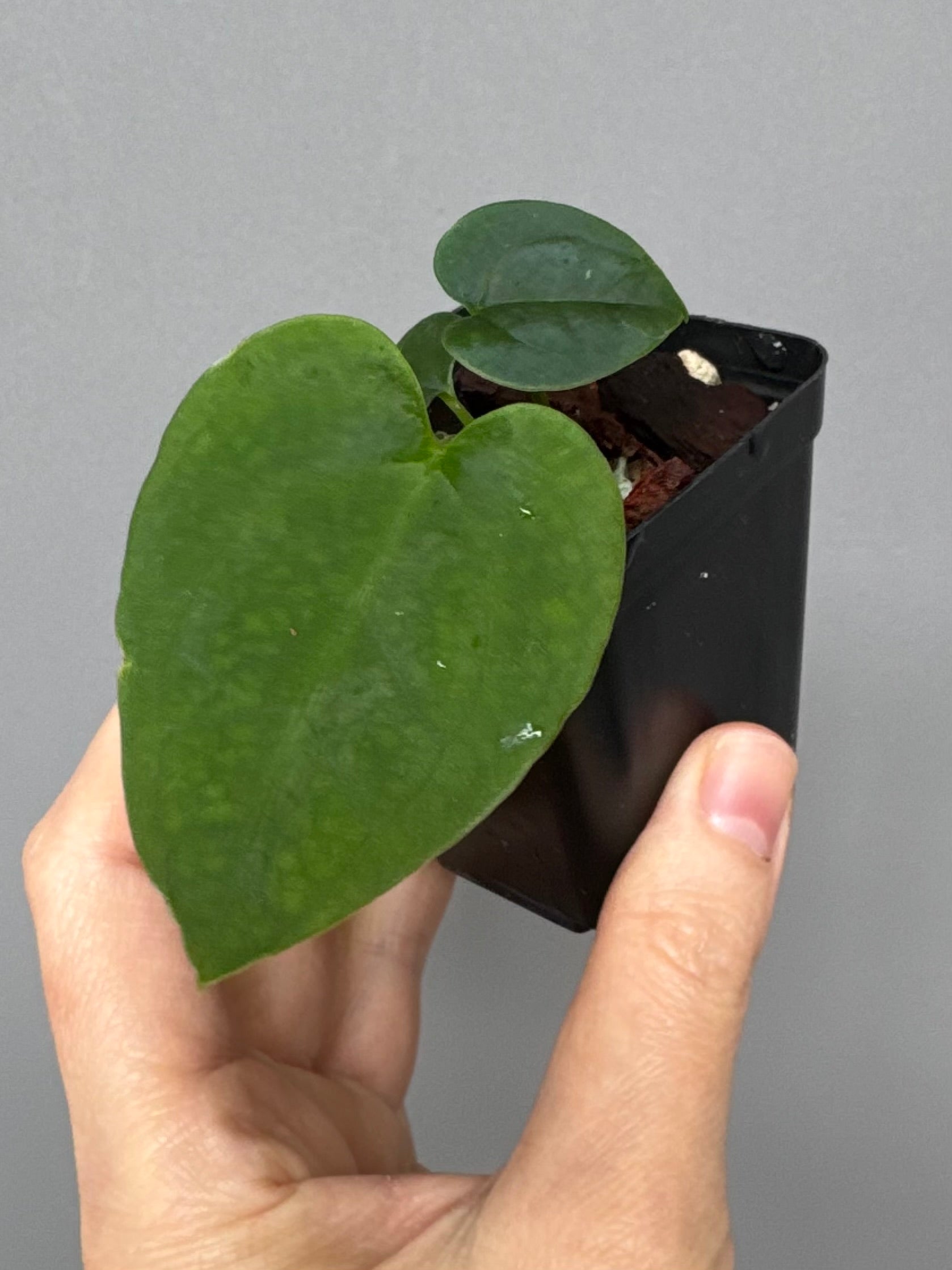 Anthurium (AOS x Carla) x RVDP