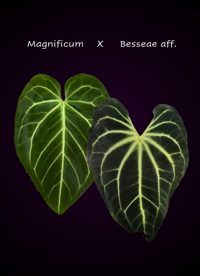 Anthurium magnificum x besseae aff.