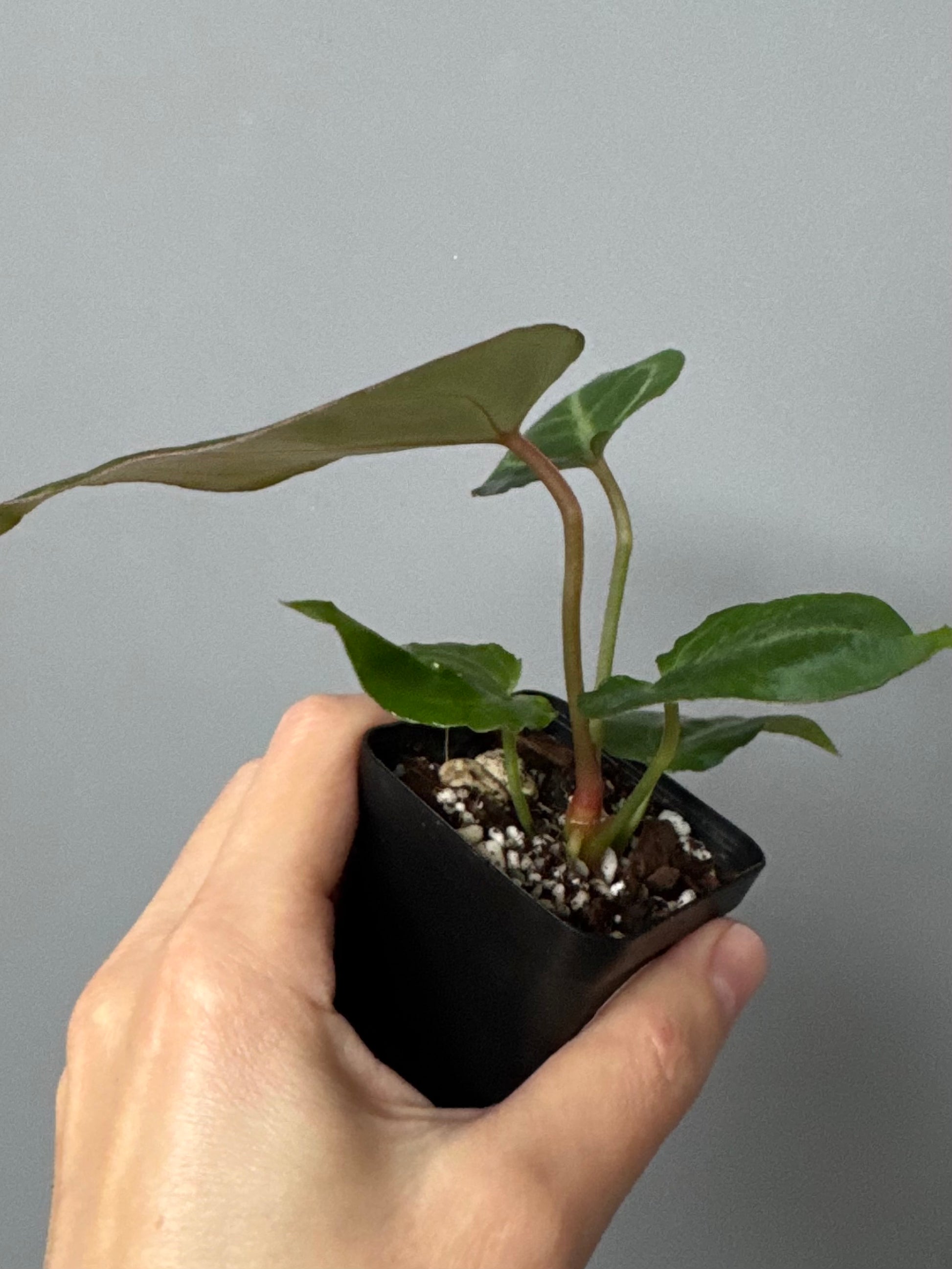 Anthurium ((magnificum x crystallinum) x NoID) X M - Plant C