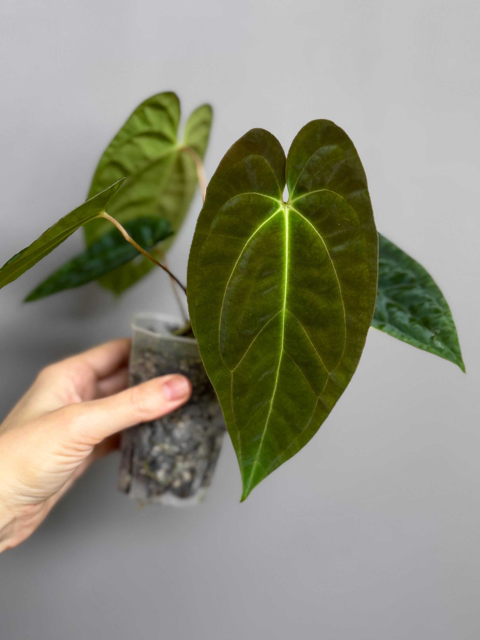 Anthurium papillilaminum x papillilaminum
