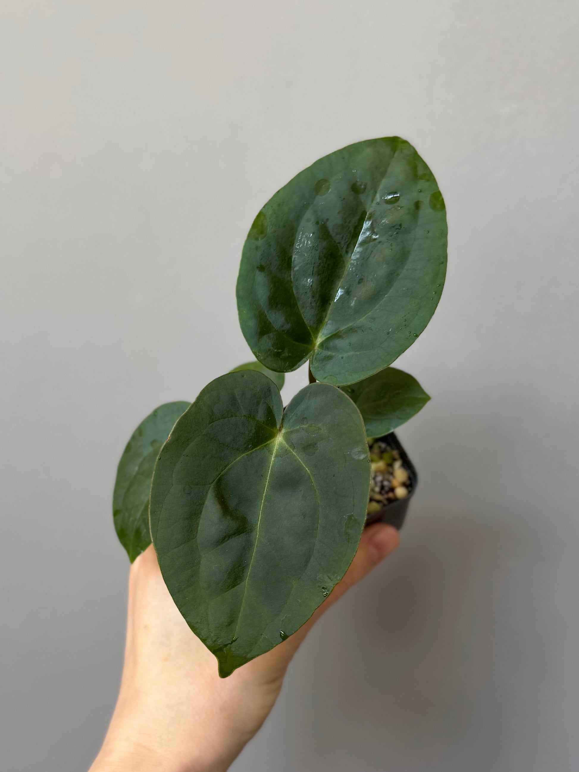 Anthurium (AOS x forgetii) x (NSE Red Crystallinum x Carlablackiae)