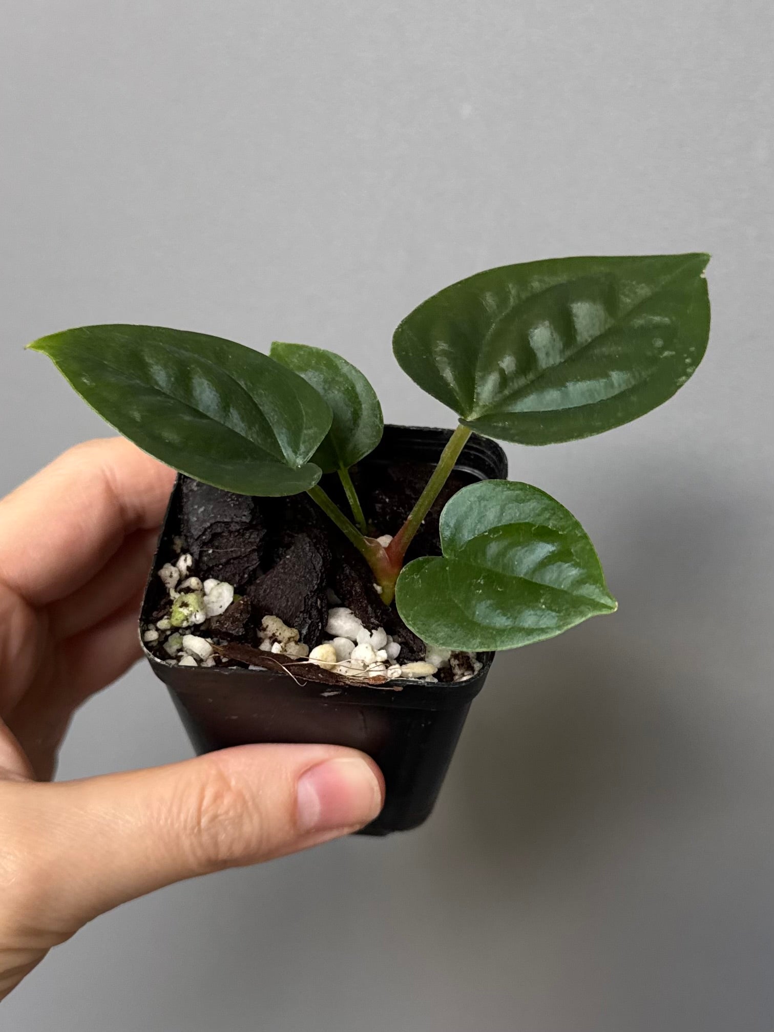 Anthurium (papillilaminum Hybrid x (KOS x Silver Blush)) X luxurians
