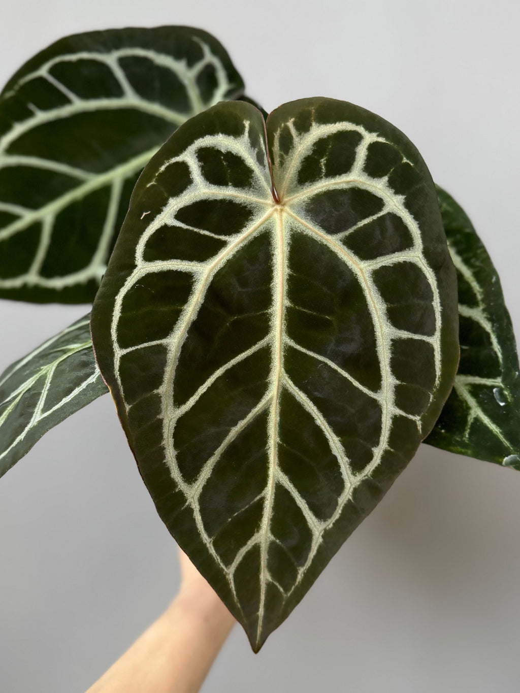 Anthurium Carlablackiae RA5x10 x open