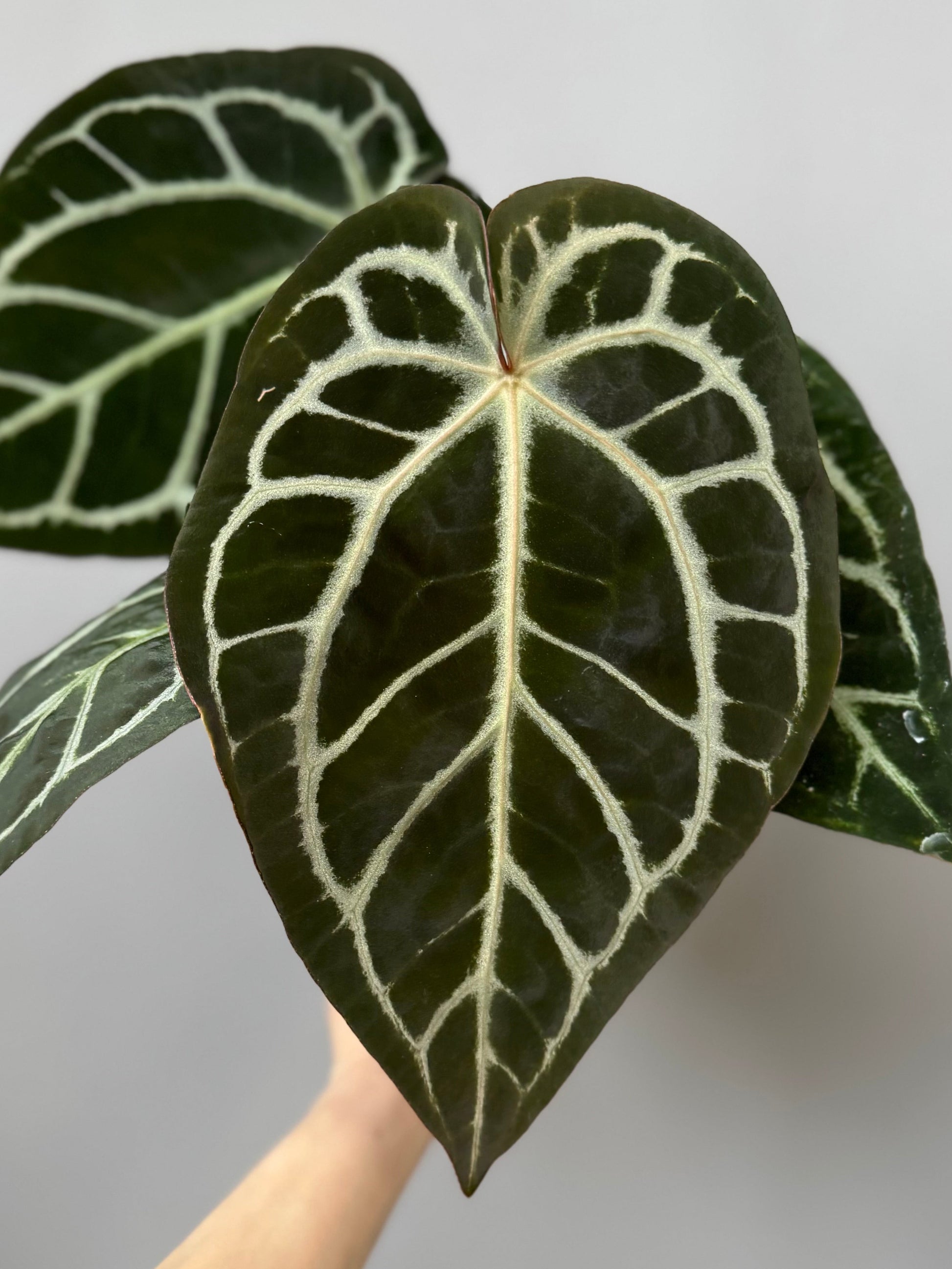 Anthurium Carlablackiae RA5x10 x open