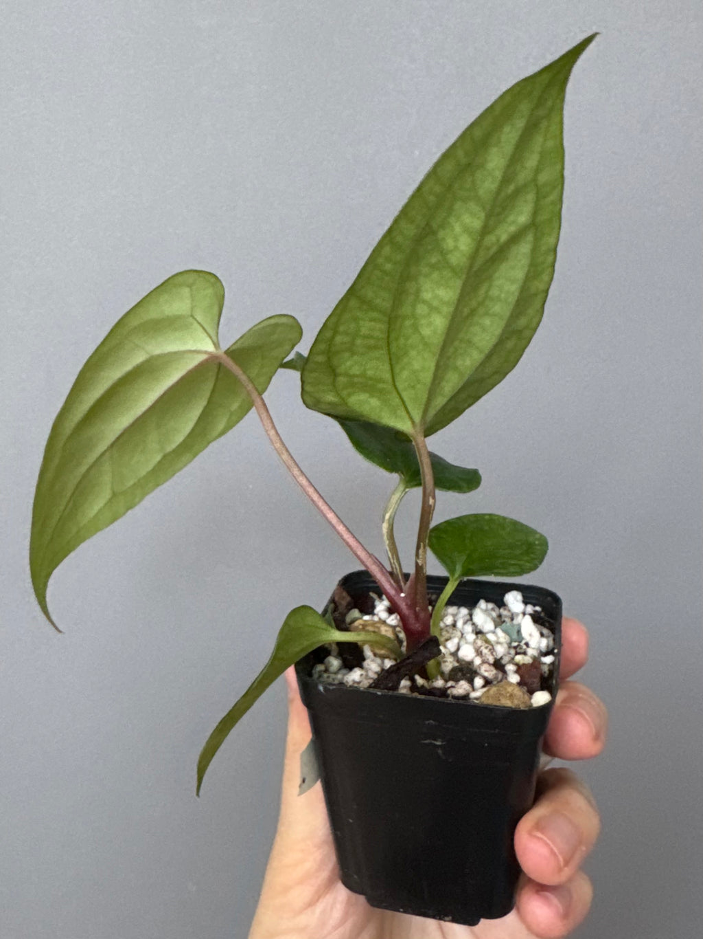 Anthurium ((BVEP x Portillae Dorito) x (Dark Phoenix x Goliath)) x (Fort Sherman x RVDP)