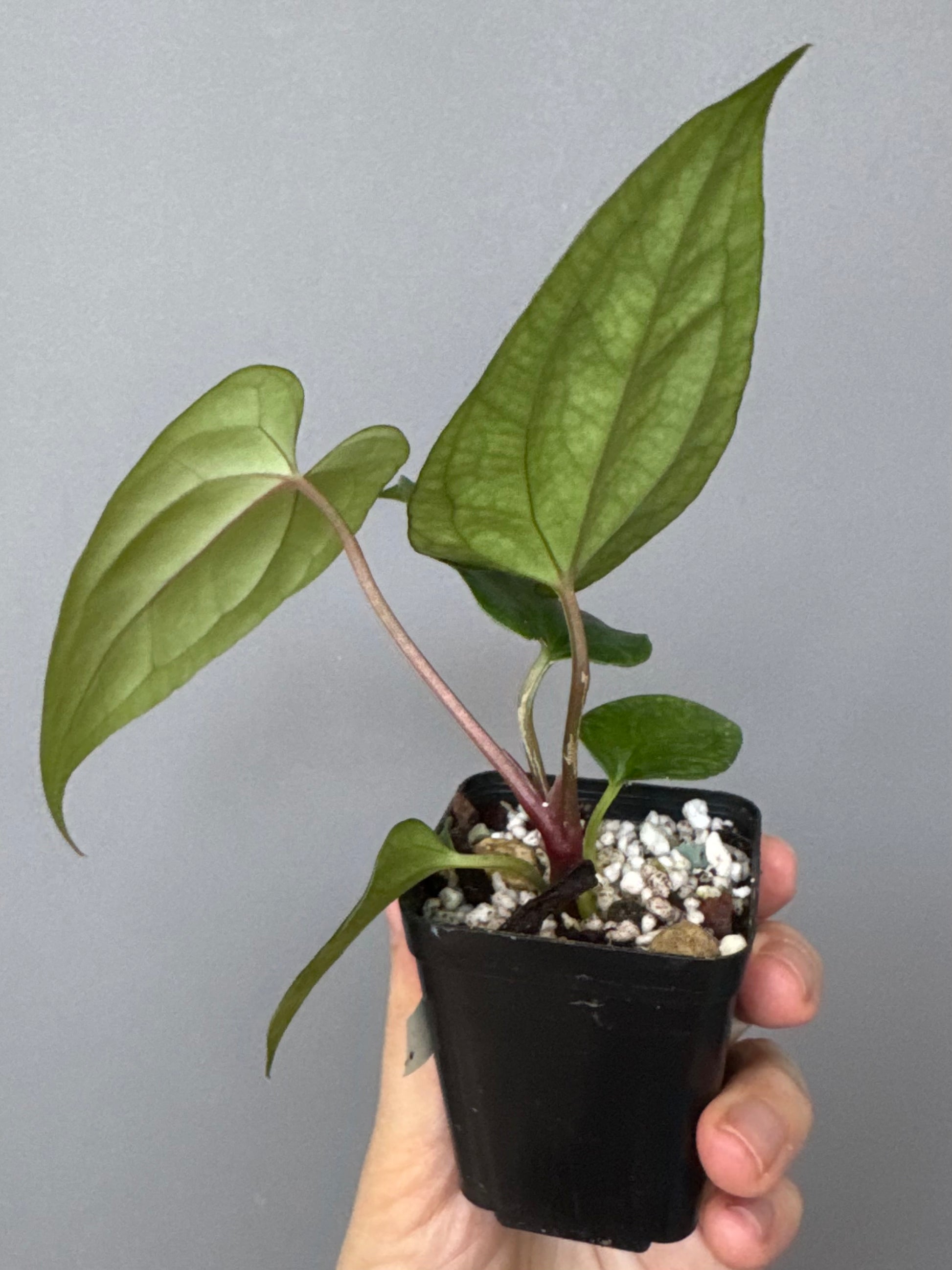 Anthurium ((BVEP x Portillae Dorito) x (Dark Phoenix x Goliath)) x (Fort Sherman x RVDP)