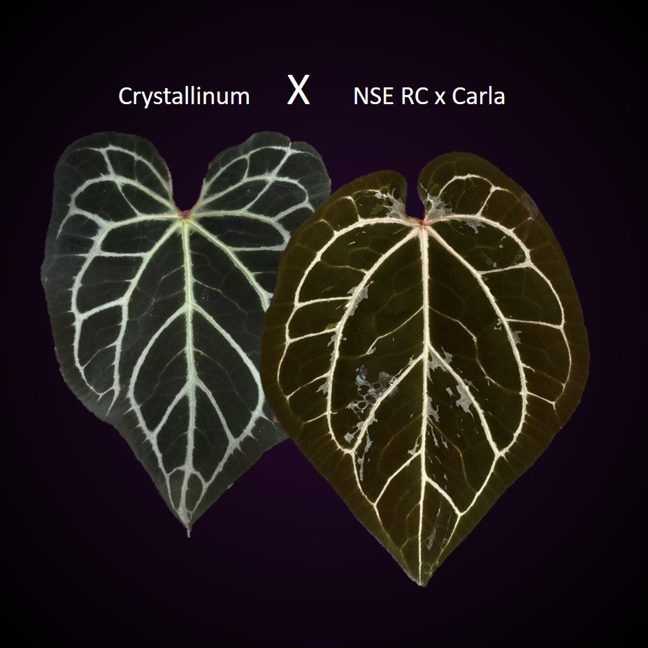 Anthurium crystallinum x (NSE Red Crystallinum x Carlablackiae)