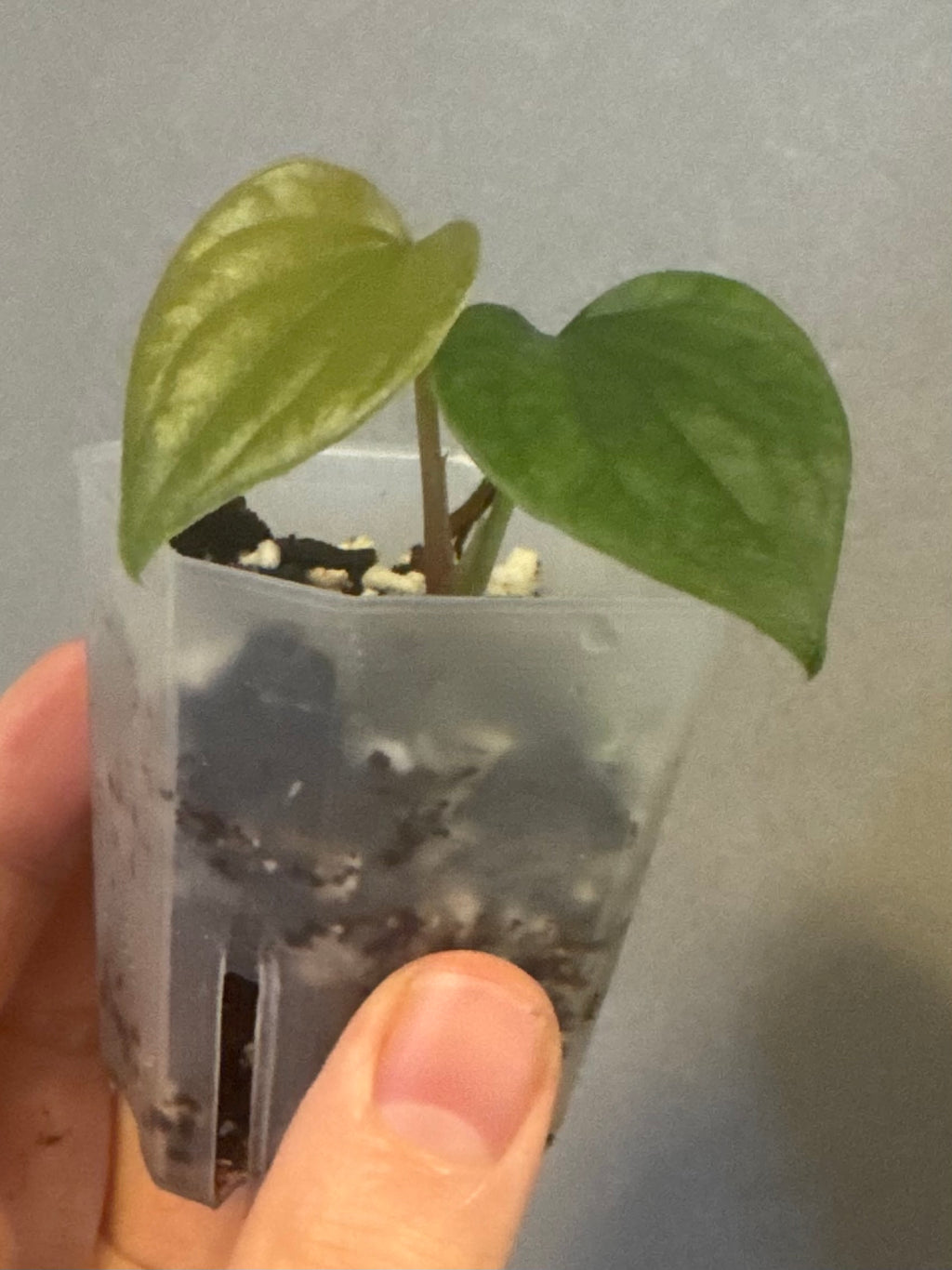 Anthurium luxurians x nigrolaminum ‚Gigi‘