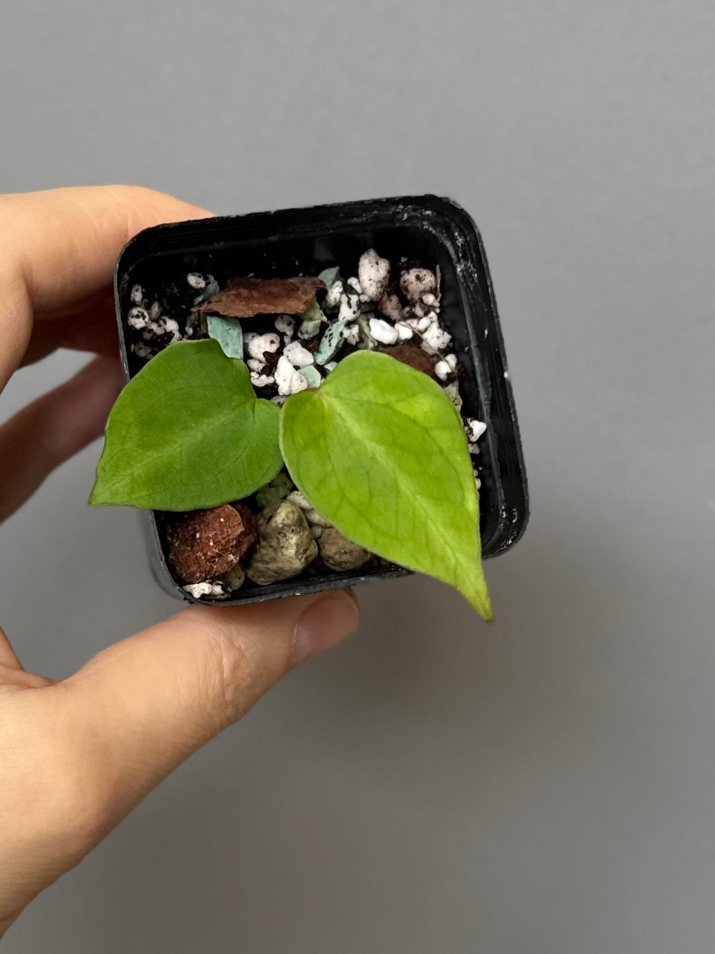 Anthurium NSE CarlaX x complex KOS/HU Hybrid
