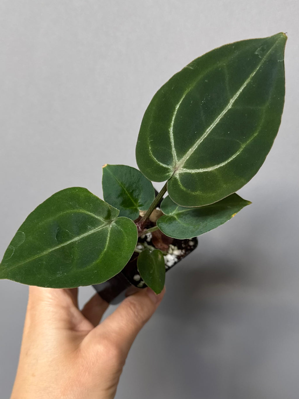 Anthurium (ZxM) x (NSE Red Crystallinum x Carlablackiae)