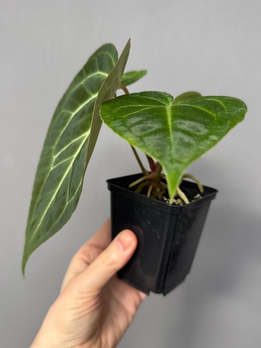 Anthurium magnificum x besseae aff.