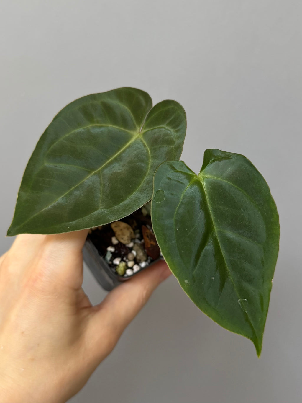 Anthurium magnificum x papillilaminum