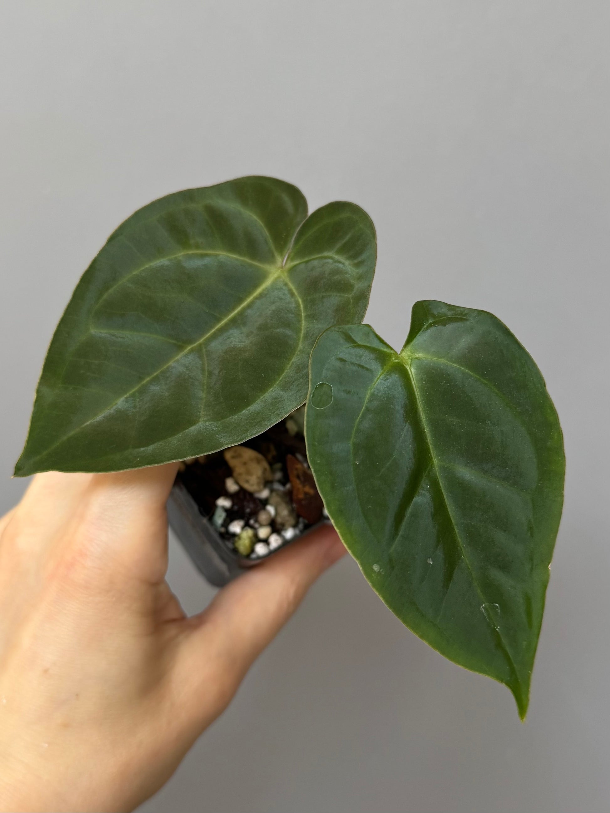 Anthurium magnificum x papillilaminum