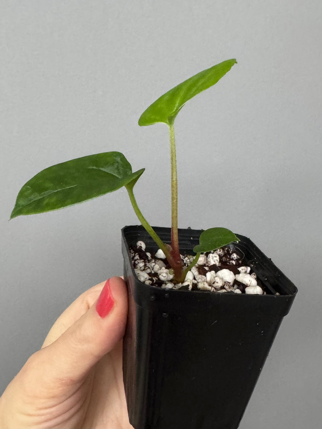 Anthurium ((BVEP x Portillae Dorito) x (Dark Phoenix x Goliath)) x (Fort Sherman x RVDP)