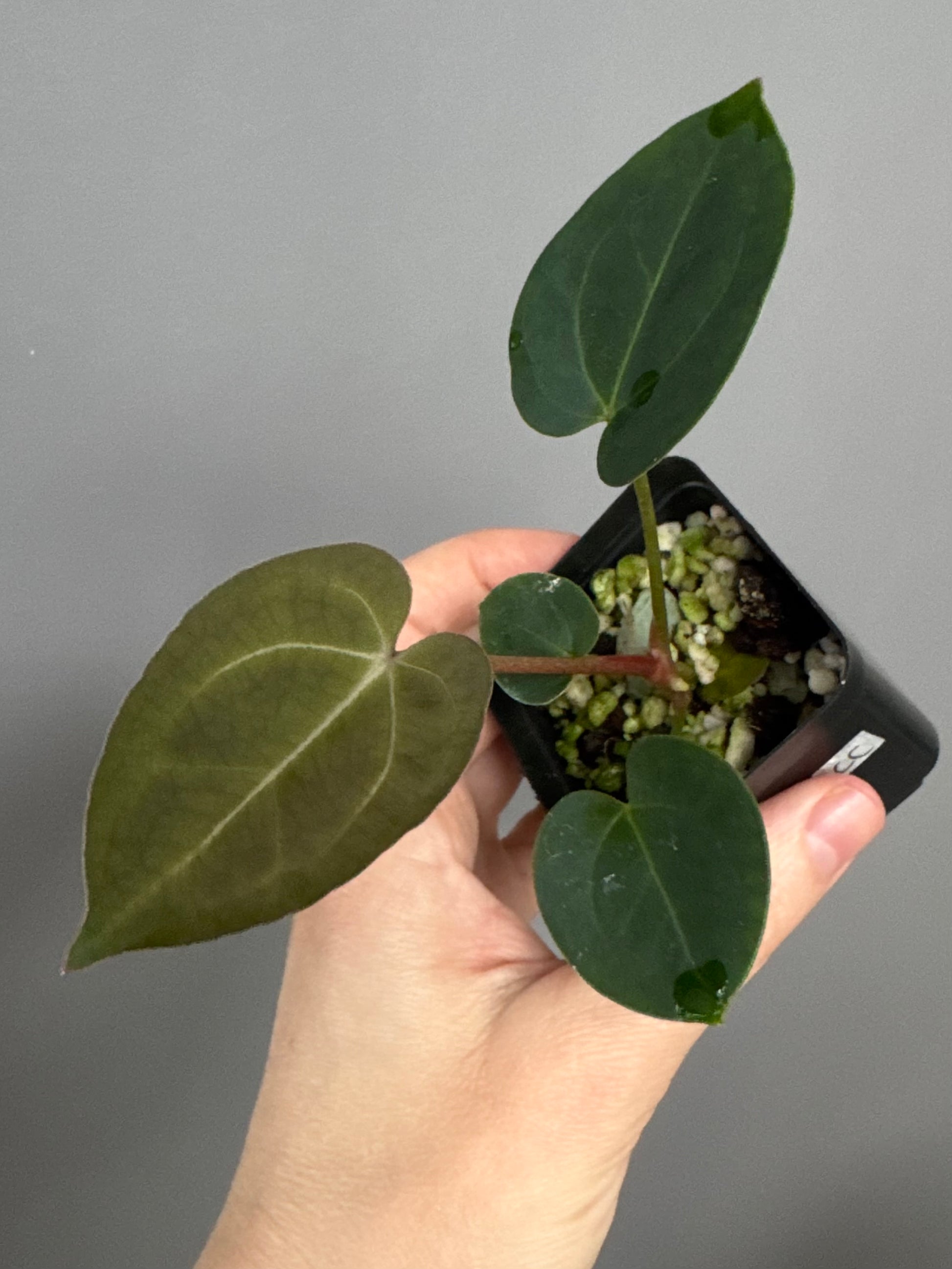 Anthurium (AOS x forgetii) x (NSE Red Crystallinum x Carlablackiae)