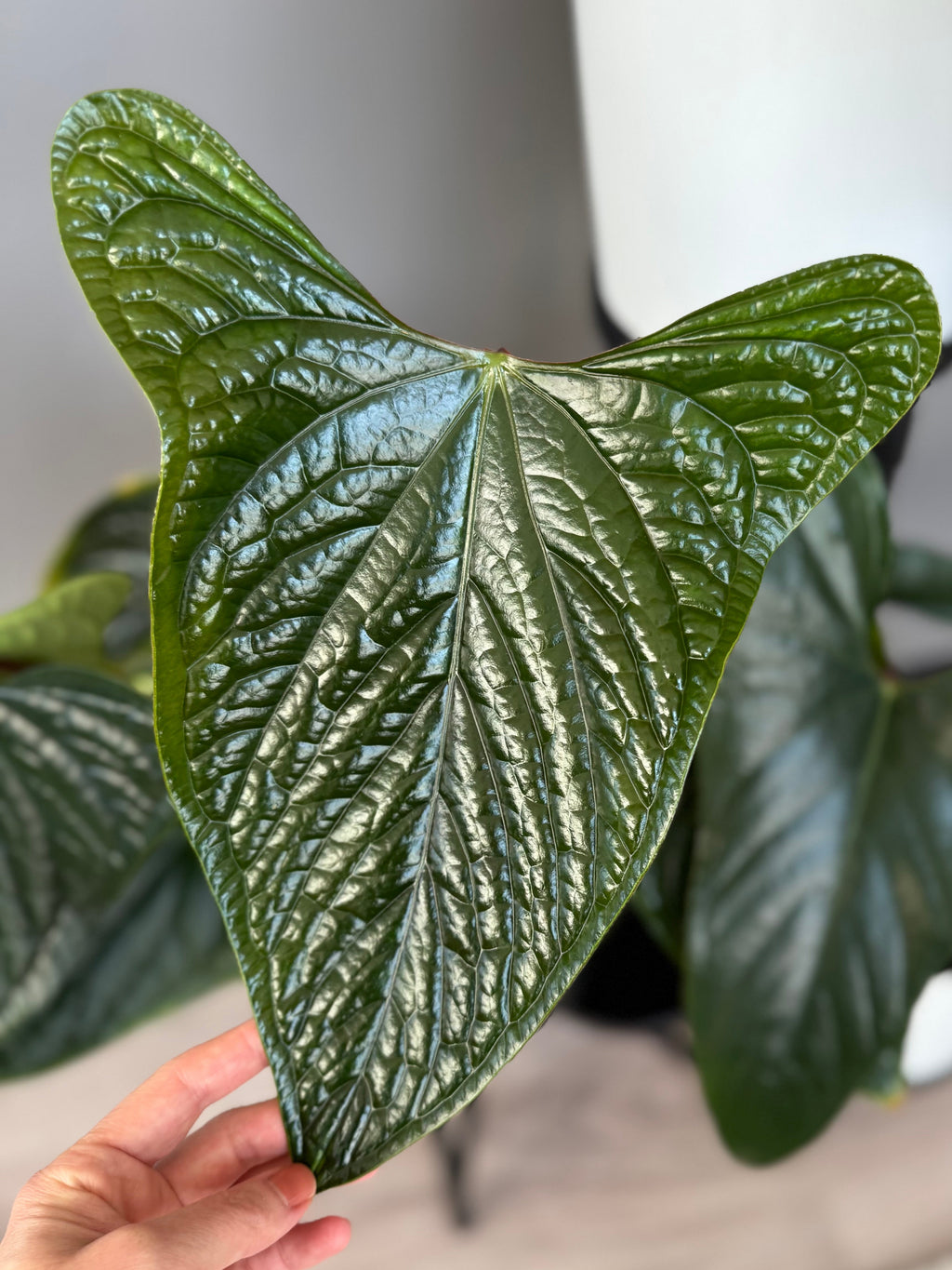 **NEW** Anthurium (FS x RVDP) x (luxurians x nigrolaminum ‚Gigi‘) - Gekeimte Samen
