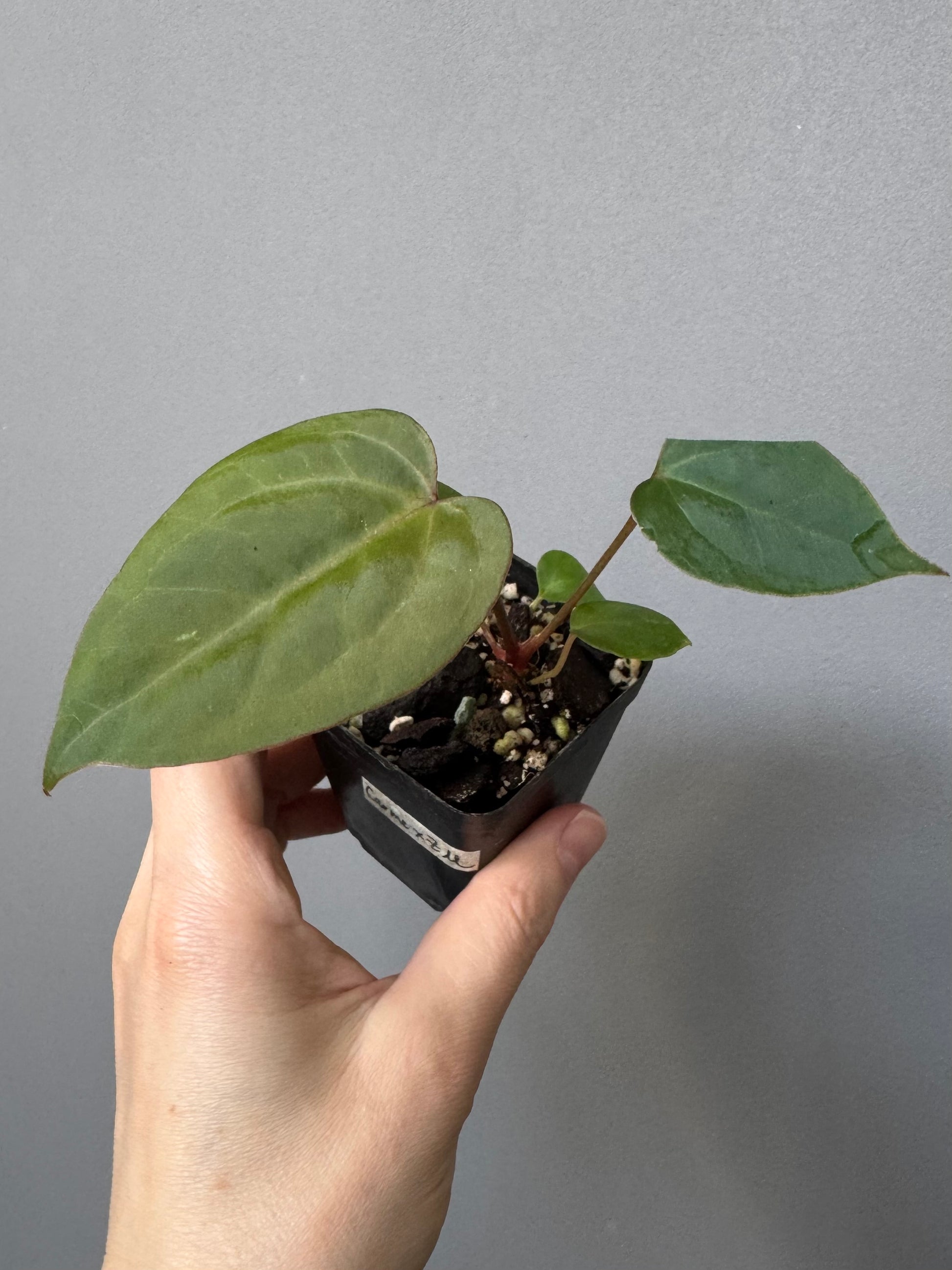 Anthurium CV Carmesim x ZxM