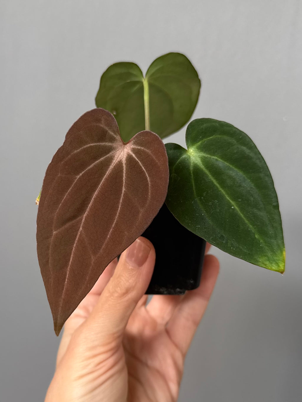 Anthurium ((RG Dressleri x Carlablackiae)xBVEP) X Carlablackiae C1 (‘Noir’)