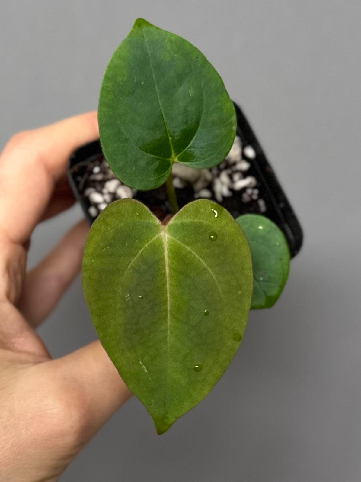 Anthurium (Papillilaminum Daniel x Besseae aff.) x  (NSE Red Crystallinum x Carlablackiae)