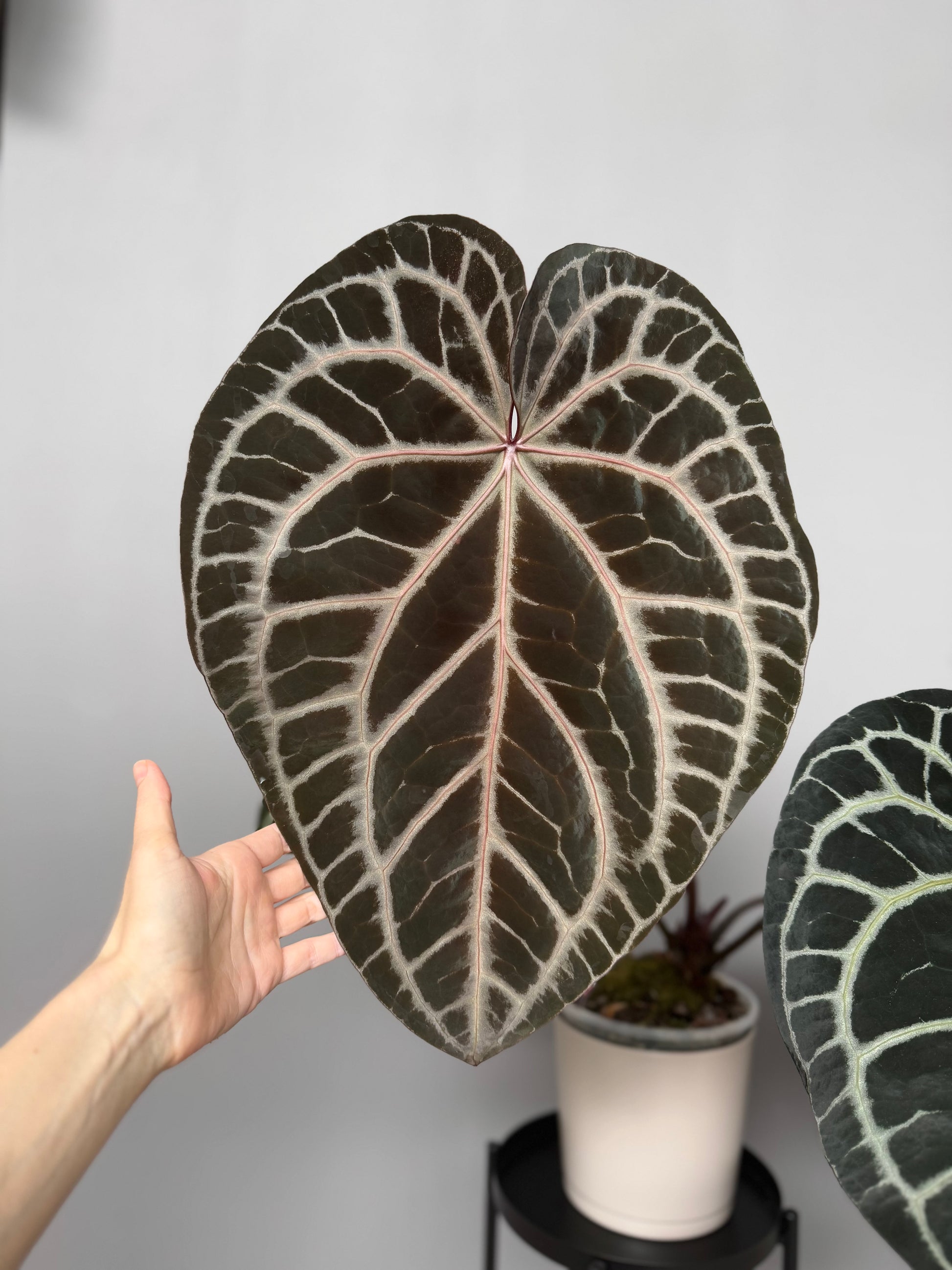 Anthurium Crystallinum Select Color x M