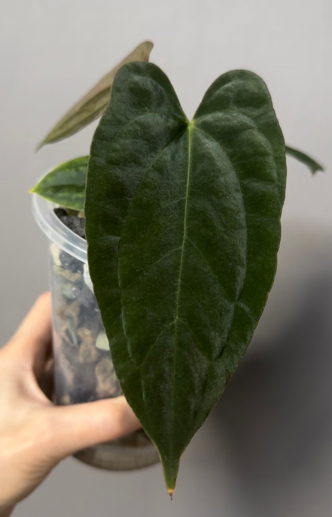 Anthurium (NoIDx papi Indo #2) x (NoIDx papi Indo #1)- germinated seeds