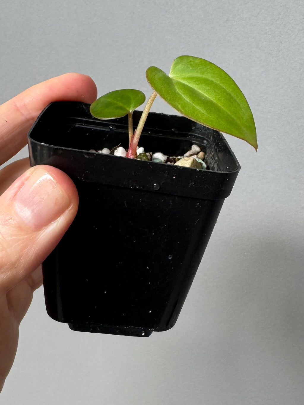 Anthurium (carlablackiae x papillilaminum) X besseae aff. (#2)