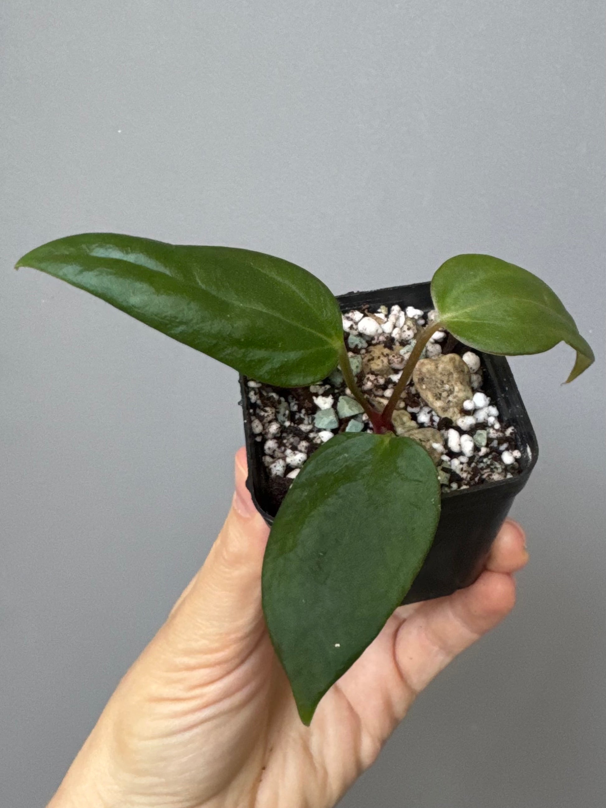 Anthurium portillae (NSE x Dorito) by max_aroids