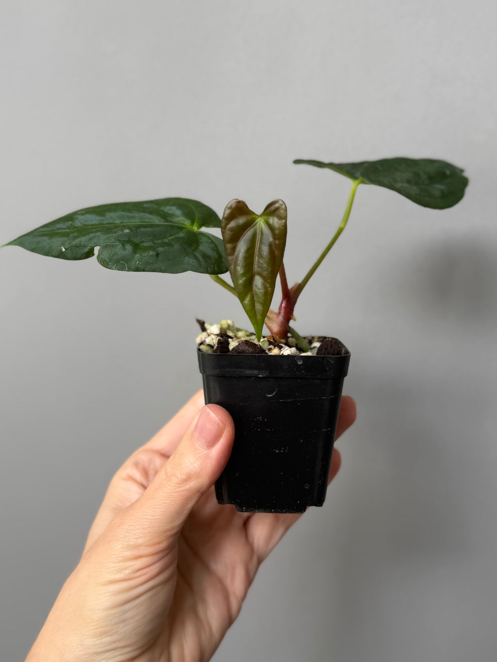 Anthurium (NoID x Papi Indo #2) x  (NoID x Papi Indo #1)