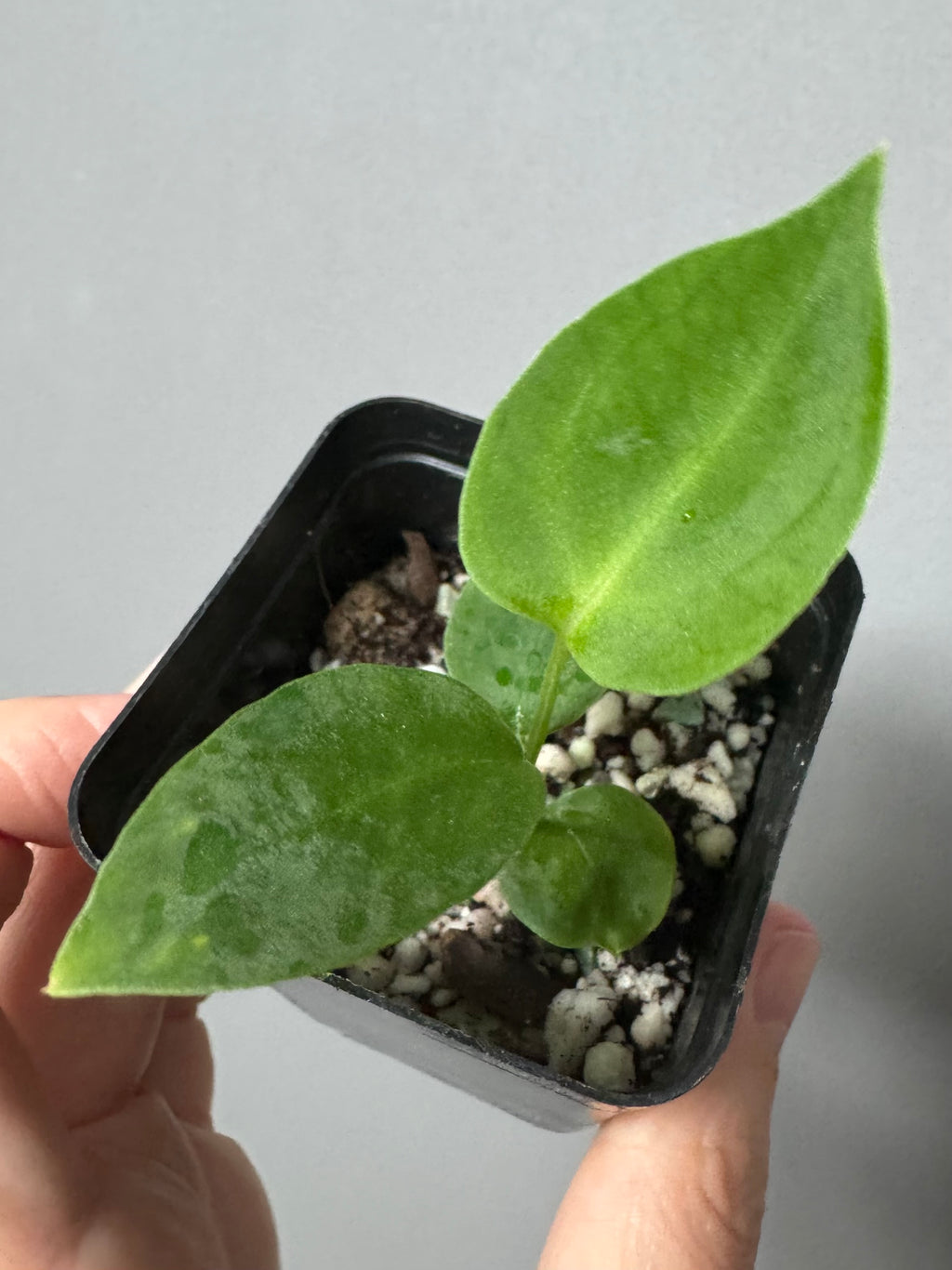 (Papillilaminum Daniel x Besseae aff.) x warocqueanum (seedling 1)