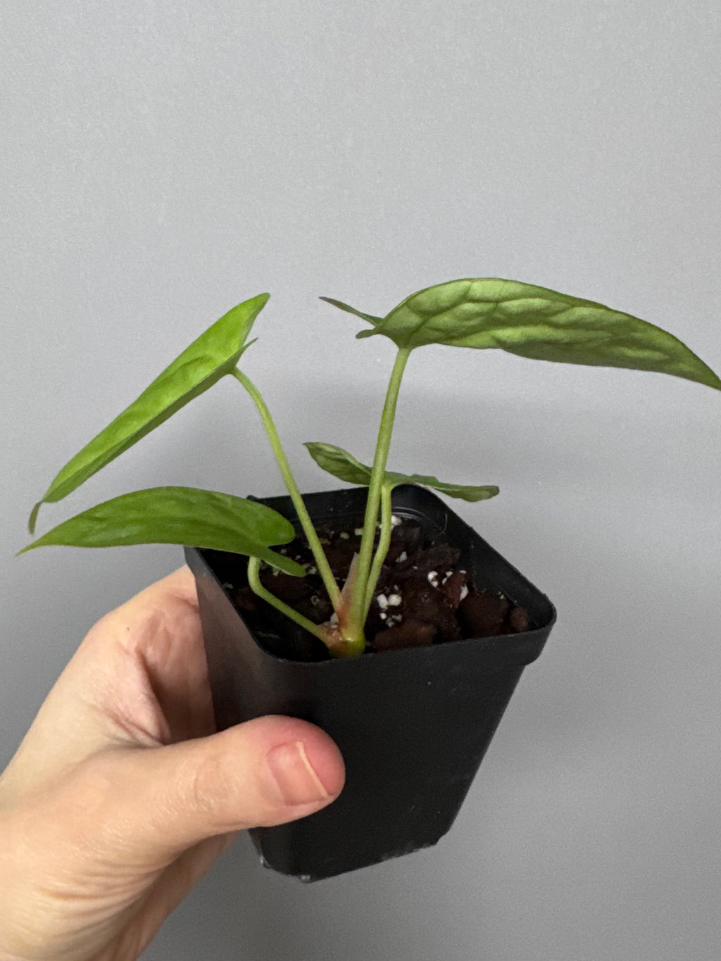 Anthurium magnificum x papillilaminum