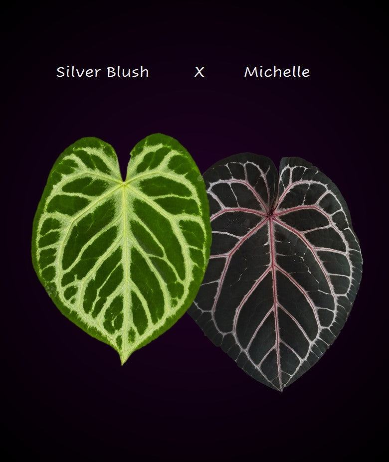 Anthurium Silver Blush x M - germinated seeds