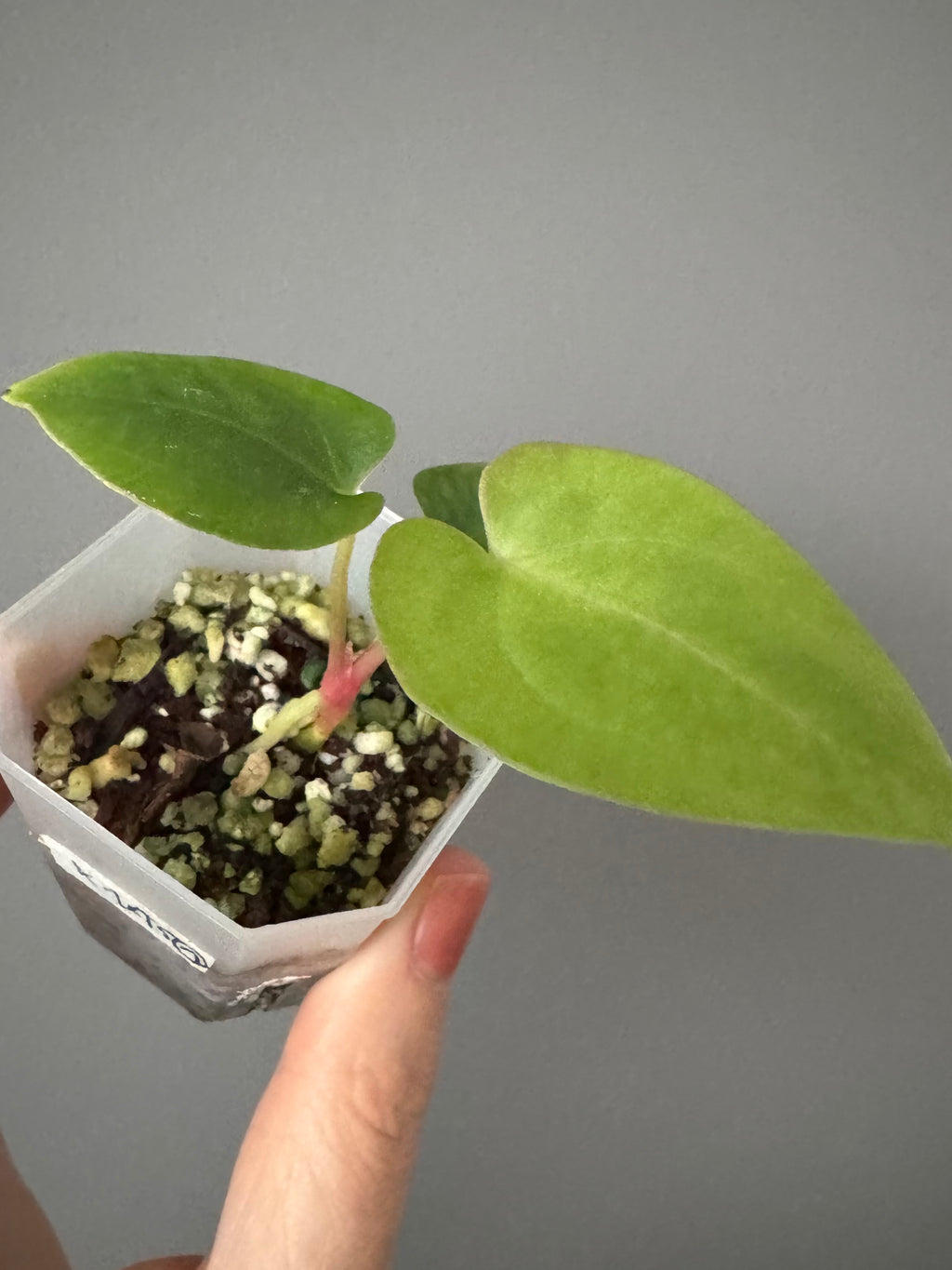 Papillilaminum K1xT5 #1