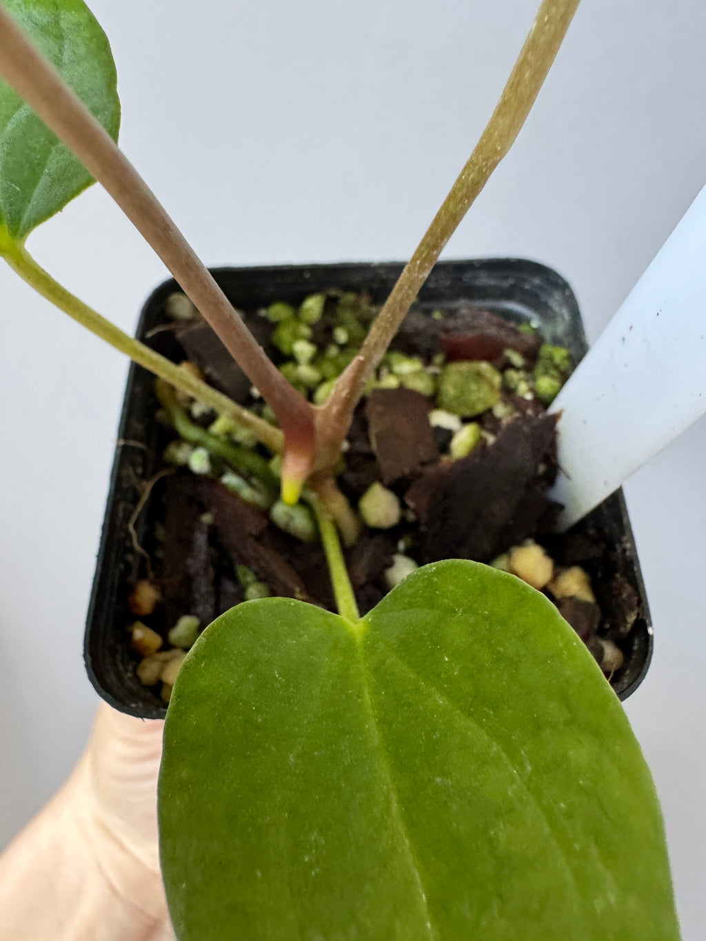 Anthurium (BVEP x Kuna) x (BVEP RxF x F) by thelonelysanctuary