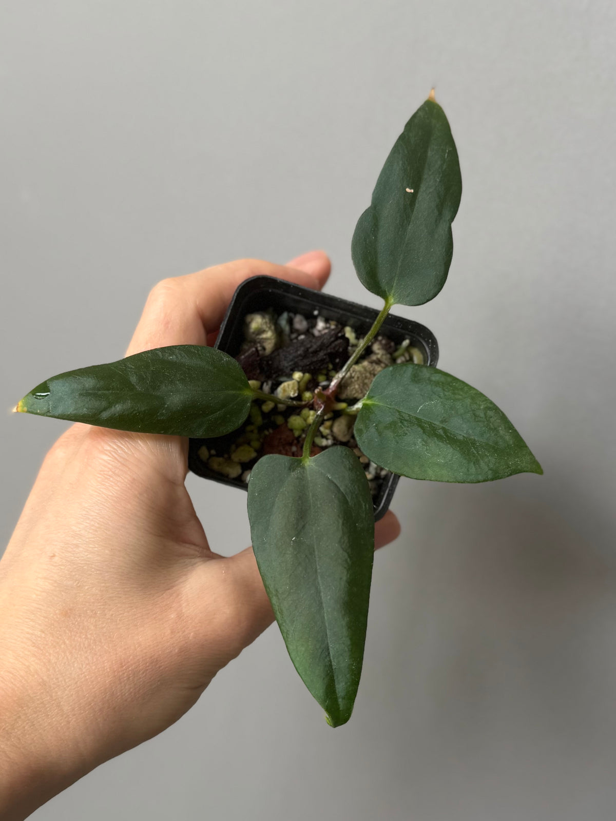 Anthurium portillae (NSE x Dorito) by max_aroids